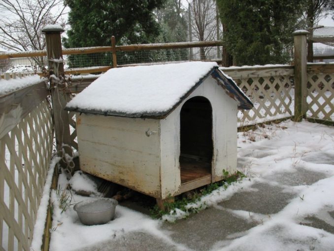 The dog house