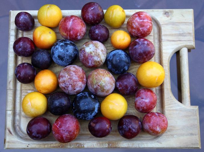 Delicious summer plums