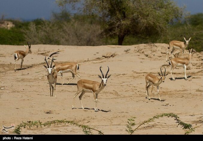 Worthing Gooner, Going Postal