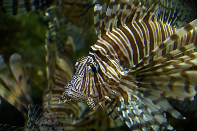 Worthing Gooner, Going Postal